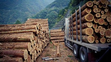 2022年一季度德國木材貿(mào)易額環(huán)比增長25%